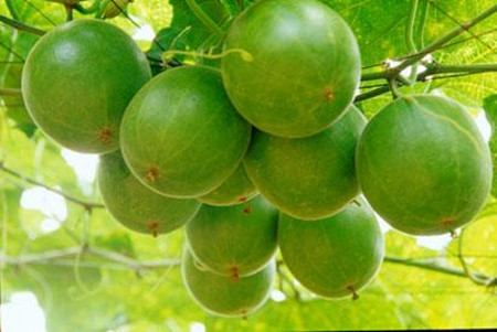 7種食物幫你清肺排毒