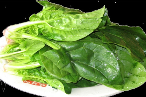 春季常吃菠菜可敗火清熱解毒 春季常吃菠菜可敗火清熱解毒