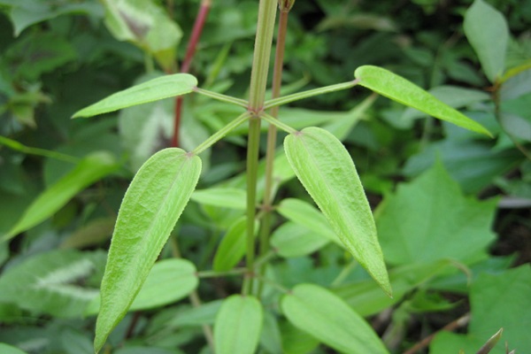 紅茜草簡介 紅茜草的功效與作用
