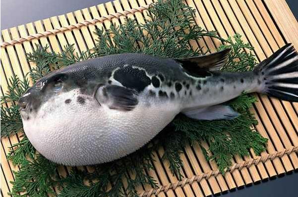 這些魚類和貝類吃瞭可能會中毒