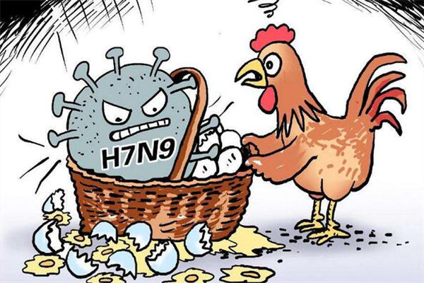 H7N9禽流感來襲讓雞“躺槍” 雞年還能不能安心吃雞？