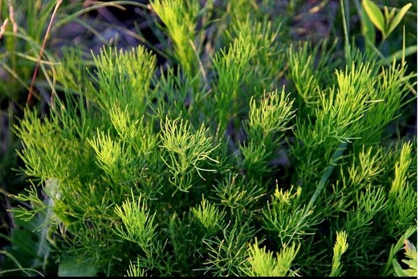 茵陳茶和菌陳的功效