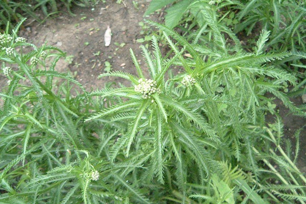 斬龍草的功效與作用