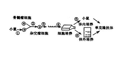 單克隆抗體的制備過程