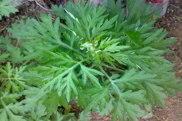 毛花點草的功效與作用
