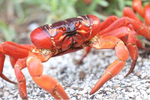 紅蟹能吃嗎,紅蟹可以吃嗎,紅蟹的做法