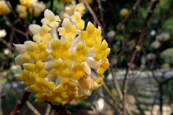 結香花的功效與作用
