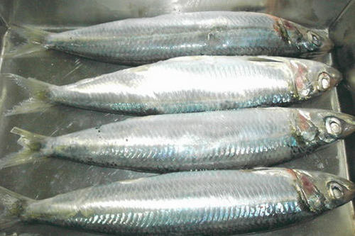 男性冬季滋補4大食物 沙丁魚