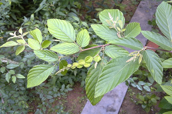 排錢草的功效與作用