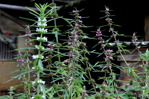 益母草的功效與作用