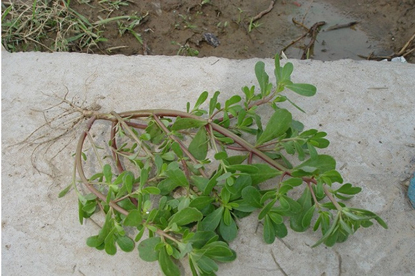馬莧菜資料 馬莧菜功效與食用指南