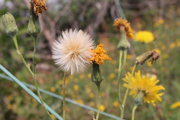 野苦蕒菜 水苦蕒