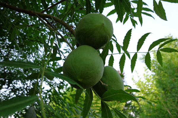 文冠果樹種植方法