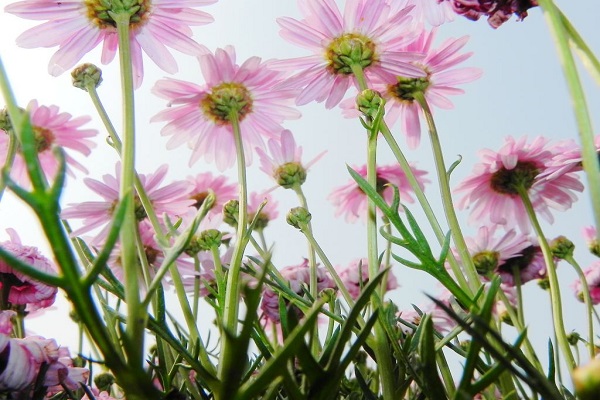 蓬蒿菊_南美蟛蜞菊 蓬蒿菊 南美蟛蜞菊