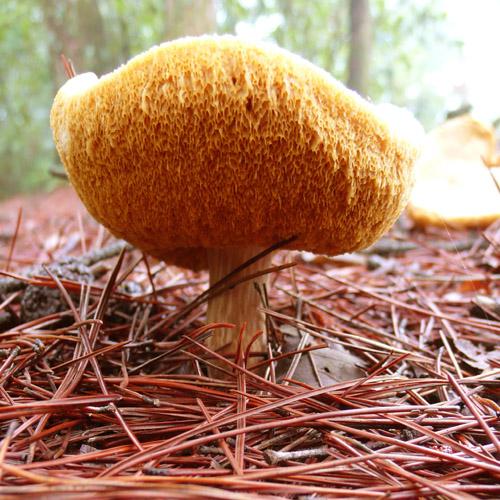 吃什麼可以去屑止癢