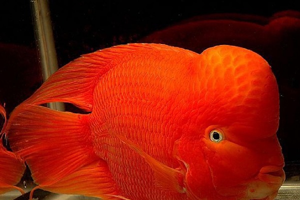 金剛鸚鵡魚_鸚鵡魚變白_鸚鵡魚尾巴變黑 金剛鸚鵡魚 鸚鵡魚變白的原因及解決方法