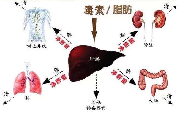 中醫穴位按摩法 讓你暢快排毒