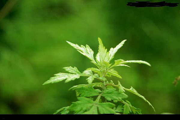 青蒿草的功效也作用