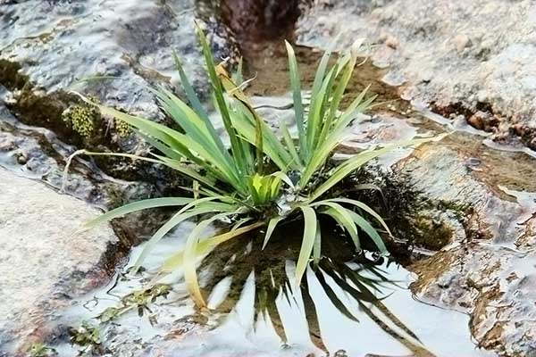 石菖蒲資料大全 石菖蒲價格