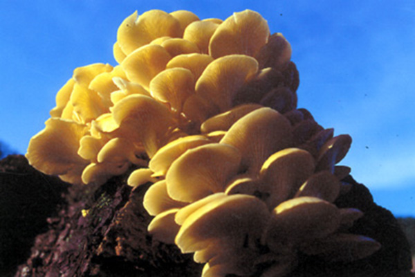 榆黃蘑的功效與作用 榆黃蘑的做法大全