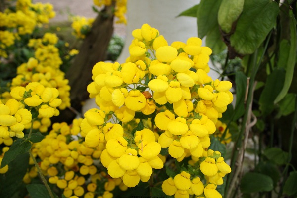 花楹花_花楹花的特征_花楹花的用途 花楹花的用途