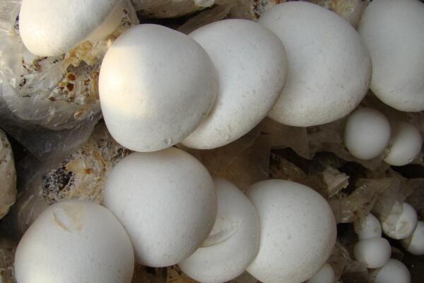 白靈菇的做法及營養價值