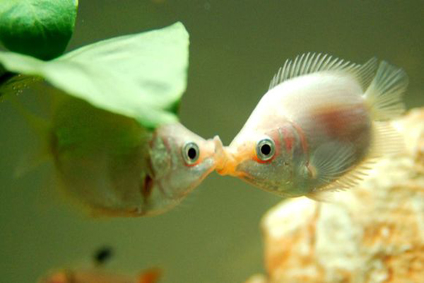 接吻魚怎麼養 接吻魚價格