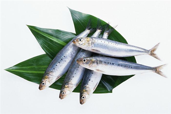 馬鮫魚的營養價值 馬鮫魚的做法