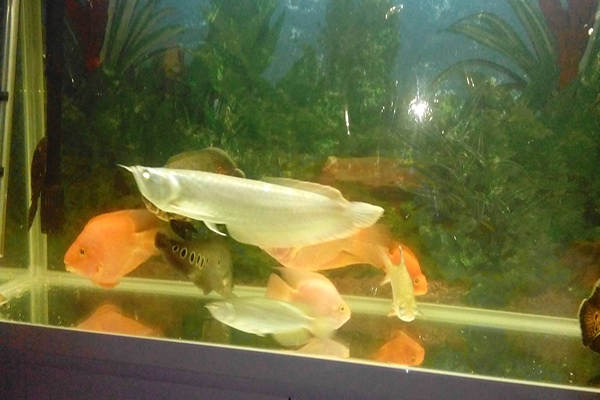 七星刀魚介紹 七星刀魚資料大全