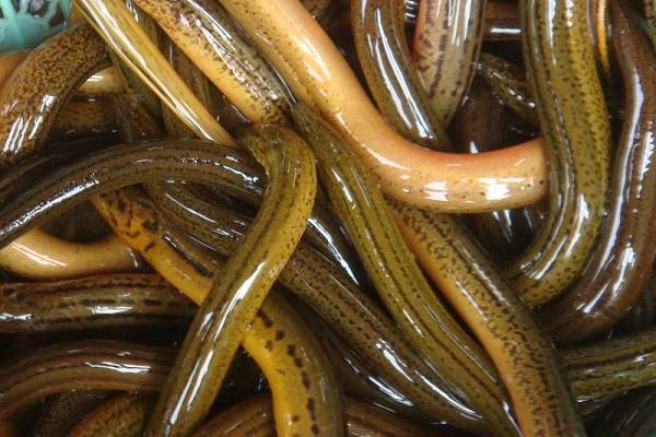 山黃鱔 黃鱔怎麼做好吃 黃鱔魚的做法