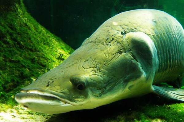 海象魚  象魚的功效
