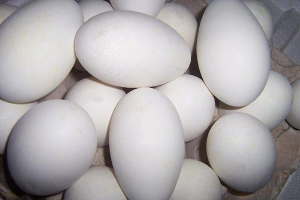 孕婦能吃鵝蛋嗎  鵝蛋的做法及功效