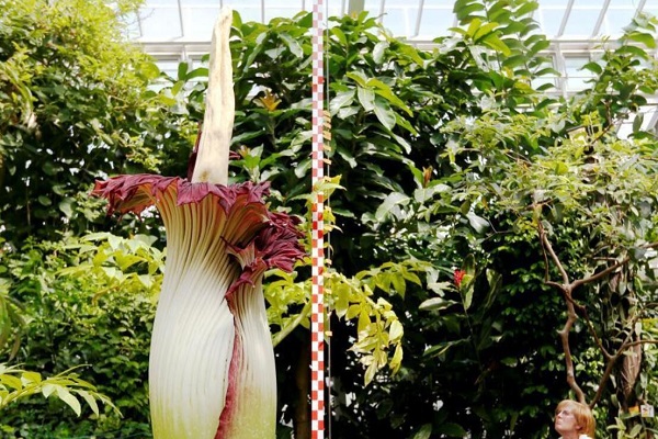 泰坦魔芋_泰坦魔芋的起源_泰坦魔芋的特征 泰坦魔芋的簡介