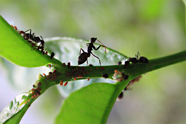 黑螞蟻泡酒的功效與作用_治療陽痿嗎_黑螞蟻怎麼吃
