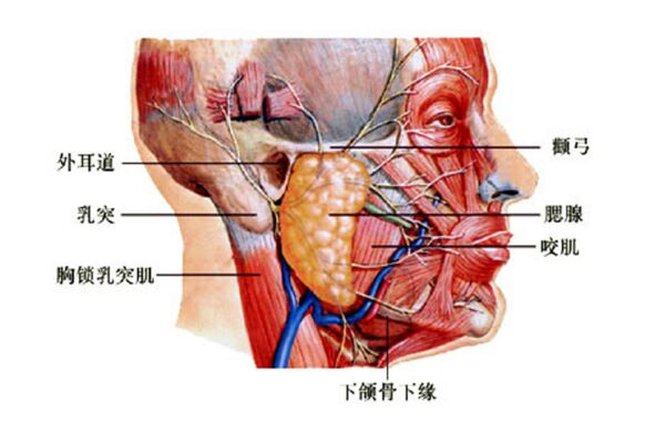 痄腮怎麼治