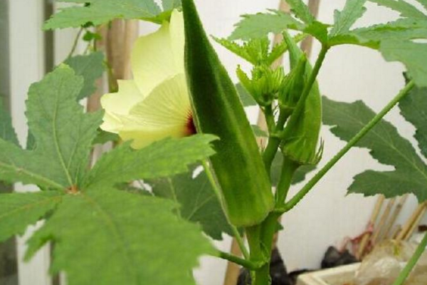 補腎草,補腎菜,補腎茶,吃什麼可以補腎,什麼東西補腎