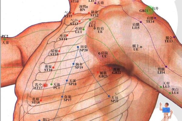 膽經經絡圖