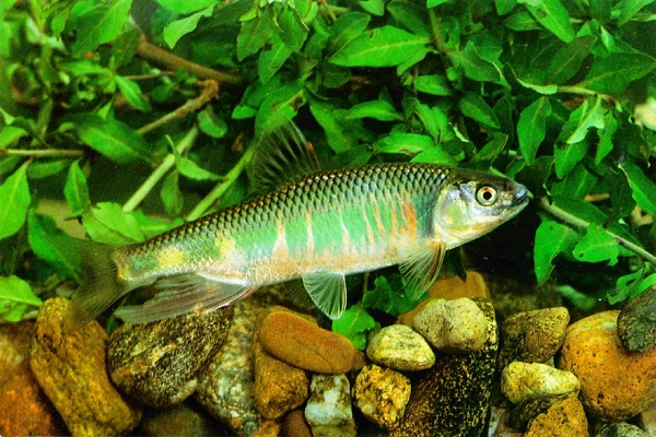 烏青魚的營養價值