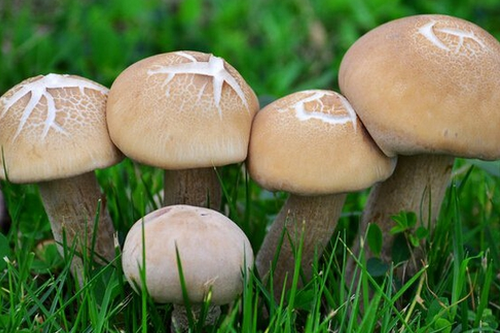 男性壯陽吃什麼比較好 推薦蘑菇與香蕉