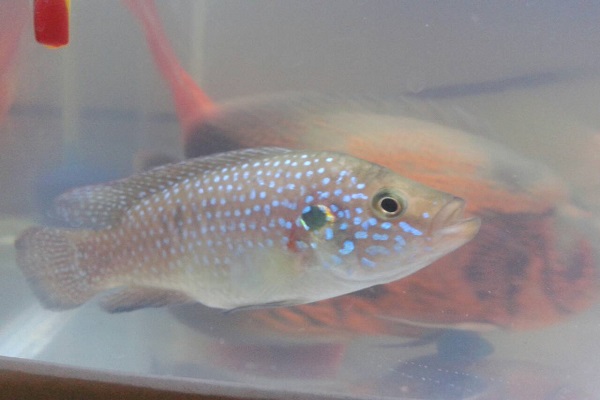 紅寶石魚_曼龍魚 紅寶石魚 曼龍魚