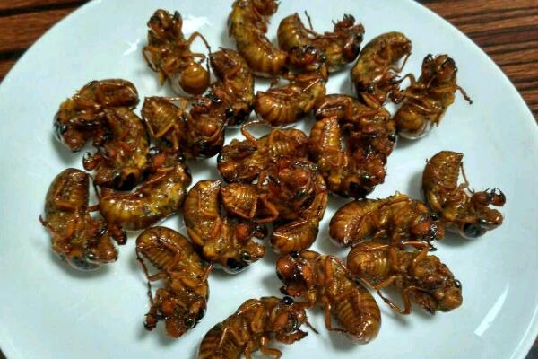 知瞭猴的營養價值
