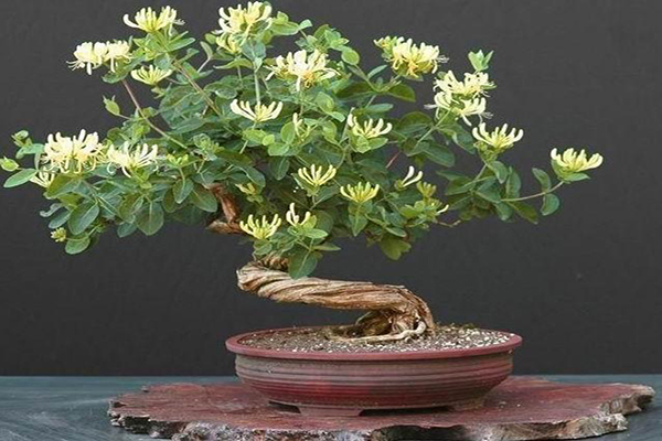 金銀花的作用 金銀花種植技術