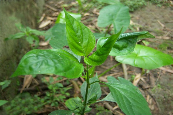 狗肝菜_狗肝菜的功效與作用_狗肝菜的禁忌 狗肝菜的功效與作用