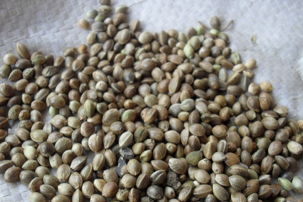火麻子_火麻子的功效_火麻子的作用 火麻子的功效與作用