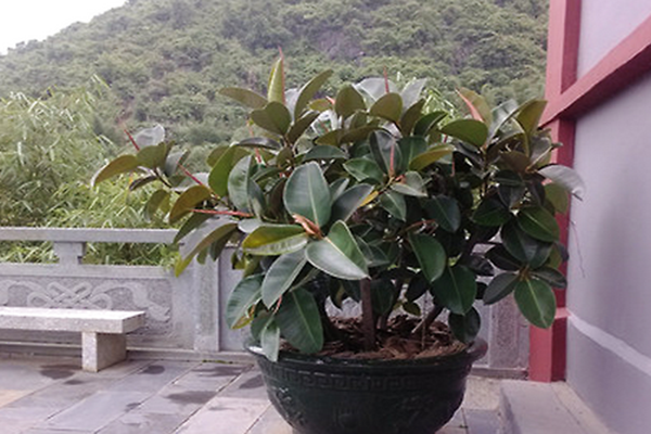 橡皮樹怎麼養 橡皮樹的註意事項