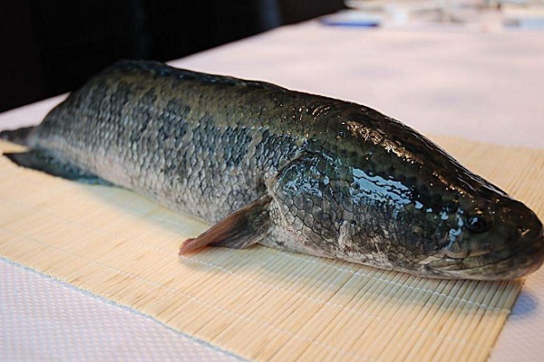 黑魚的做法及其營養價值