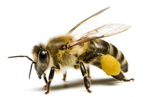 土蜂泡酒的功效 土蜂子的性狀