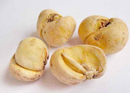 “秋季止咳食療方：口幹燥咳者宜食生梨粥”