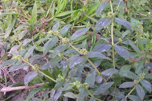 飛揚草_小飛揚草_小飛揚草功效 飛揚草 小飛揚草