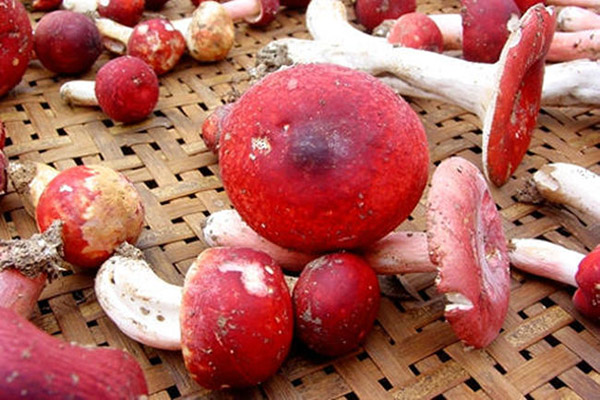 正紅菇功效與作用以及食用方法